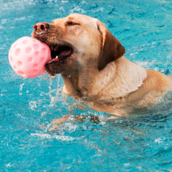 piscine_boules