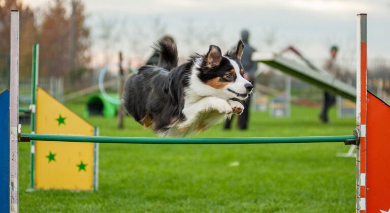 agility
