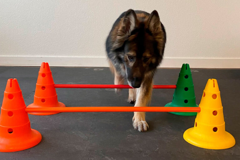 proprioception-chien-sylvie-praz